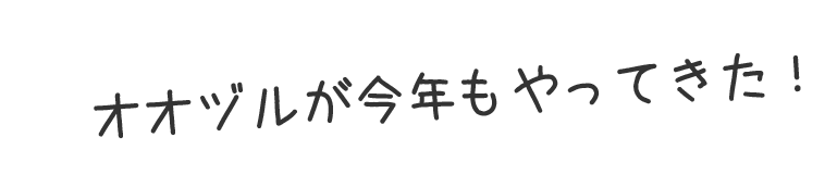 オオヅルが今年もやってきた！