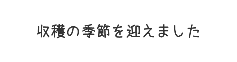 収穫の季節を迎えました